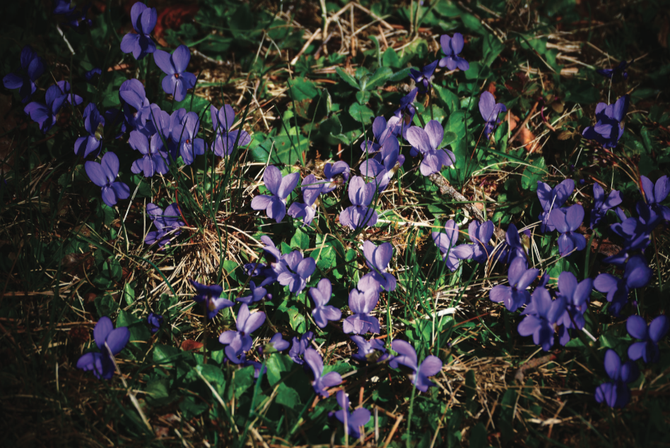 Sigmundsherberg - Flowering violets on the lawn of the camp's Italian war cemetery